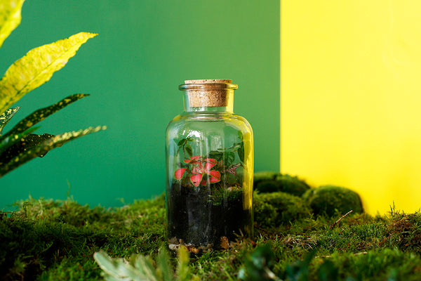 Biophilia: Learn About the Benefits of Bringing Nature Indoors