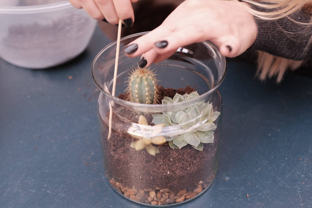Make a Cactus and Succulent Terrarium: Course + Kit